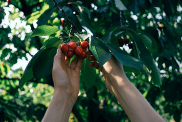 auto_cueillettes_de_fruits_et_légumes_à_genève